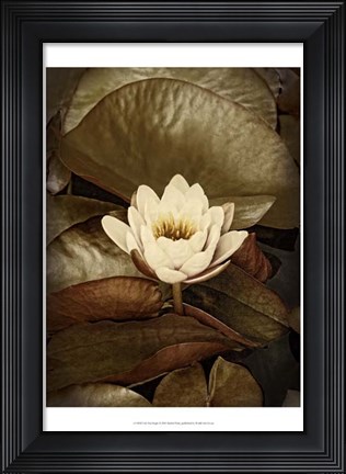 Framed Lily Pad Single Print