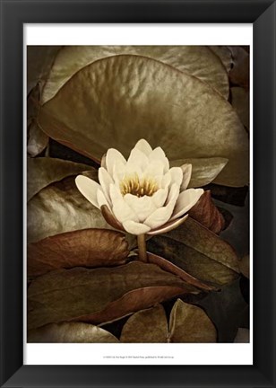 Framed Lily Pad Single Print