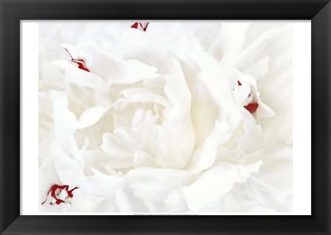 Framed White Linen Peony I Print