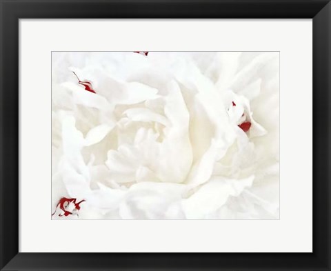 Framed White Linen Peony I Print