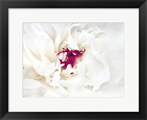 Framed White Linen Peony II Print