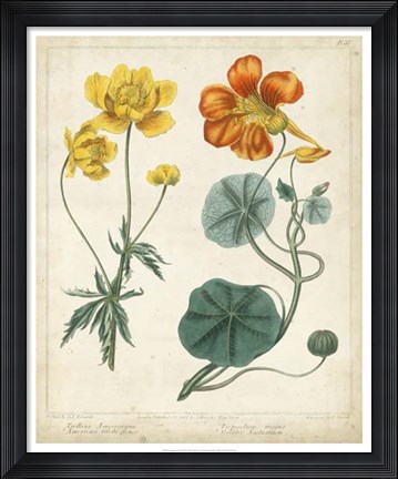 Framed Summer Beauties II Print