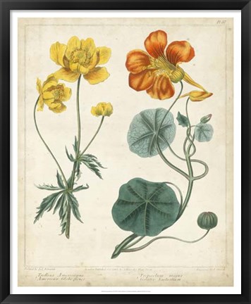 Framed Summer Beauties II Print