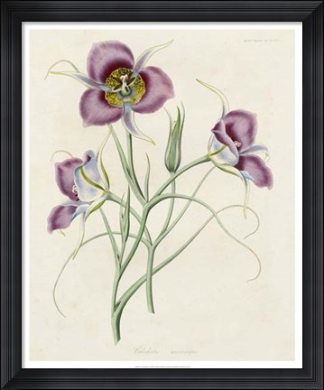 Framed Lavender Blooms I Print