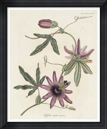 Framed Lavender Blooms II Print