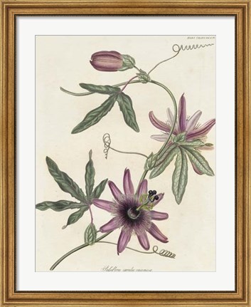 Framed Lavender Blooms II Print