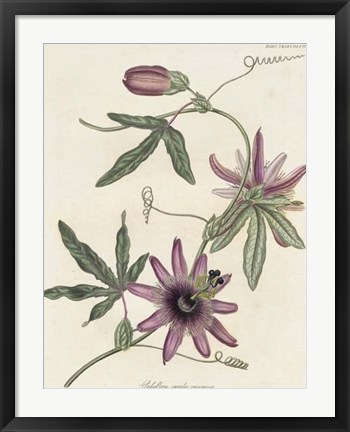 Framed Lavender Blooms II Print
