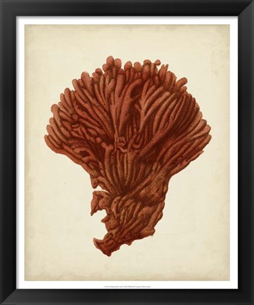 Framed Antique Red Coral I Print