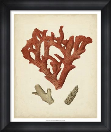 Framed Antique Red Coral II Print