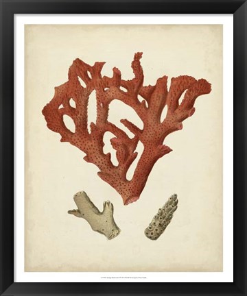 Framed Antique Red Coral II Print