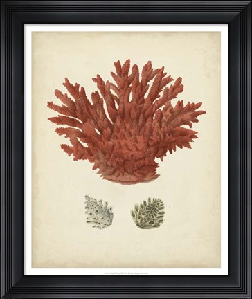 Framed Antique Red Coral III Print