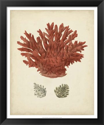 Framed Antique Red Coral III Print