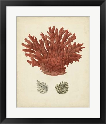 Framed Antique Red Coral III Print