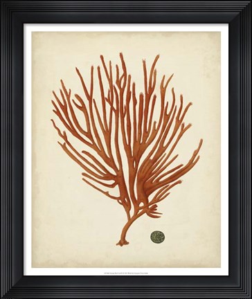 Framed Antique Red Coral IV Print