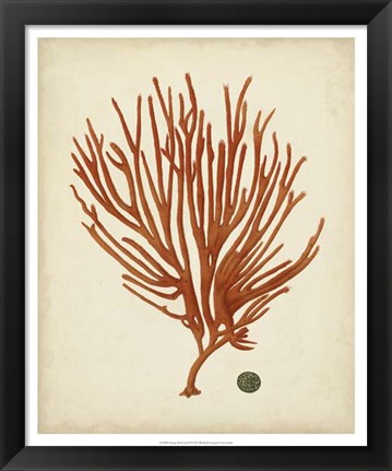 Framed Antique Red Coral IV Print