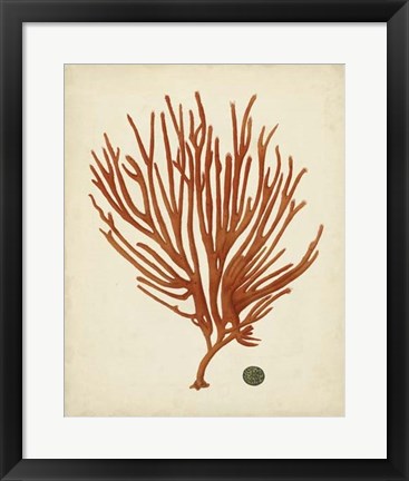 Framed Antique Red Coral IV Print