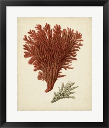 Framed Antique Red Coral V Print