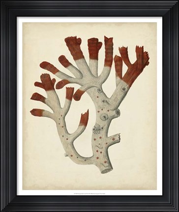 Framed Antique Red Coral VI Print