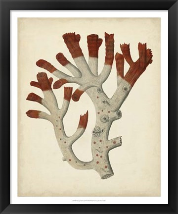 Framed Antique Red Coral VI Print