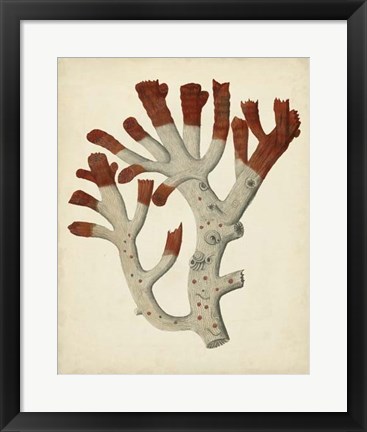 Framed Antique Red Coral VI Print