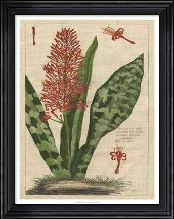 Framed Botanical Study on Linen I Print