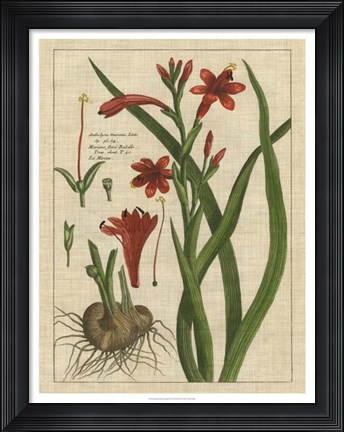 Framed Botanical Study on Linen II Print