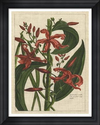 Framed Botanical Study on Linen III Print