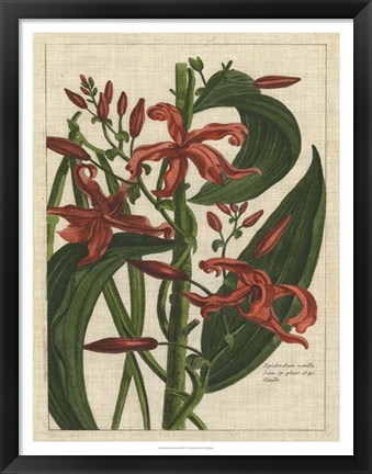 Framed Botanical Study on Linen III Print