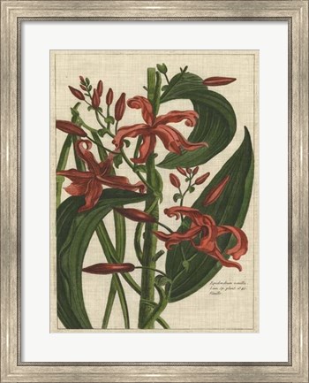 Framed Botanical Study on Linen III Print