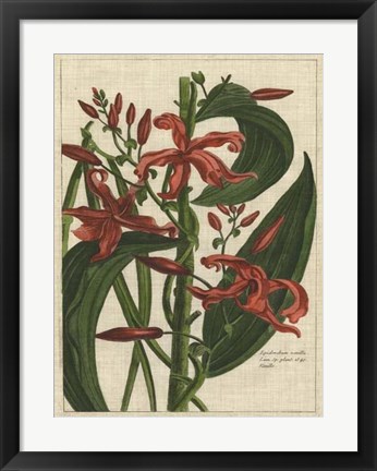 Framed Botanical Study on Linen III Print