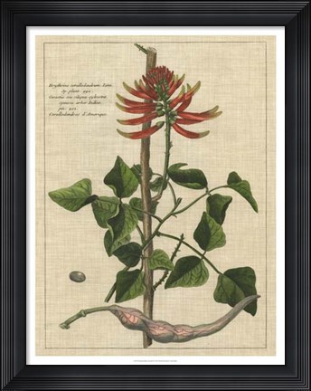 Framed Botanical Study on Linen IV Print