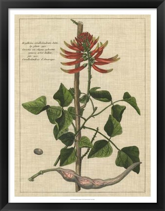 Framed Botanical Study on Linen IV Print