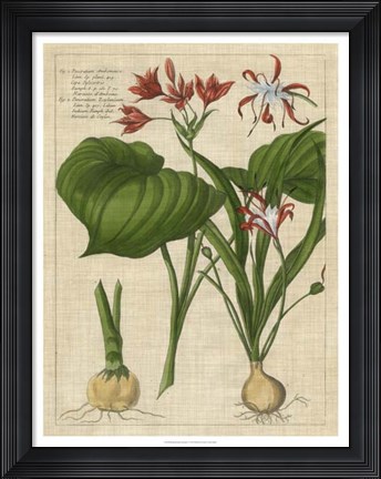 Framed Botanical Study on Linen V Print