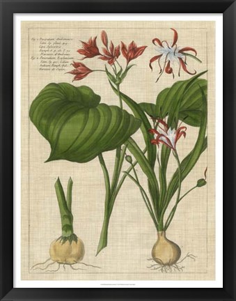 Framed Botanical Study on Linen V Print