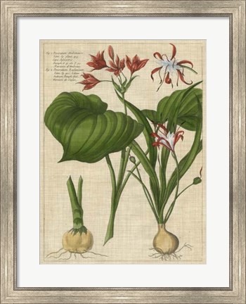 Framed Botanical Study on Linen V Print