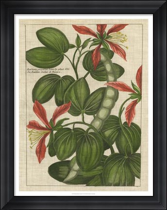 Framed Botanical Study on Linen VI Print