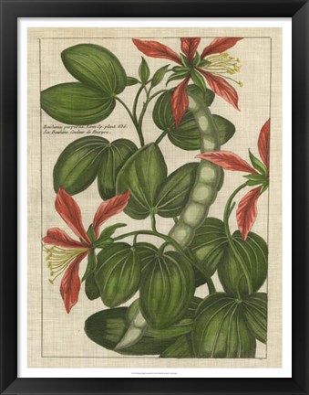 Framed Botanical Study on Linen VI Print