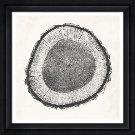 Framed Tree Ring II Print