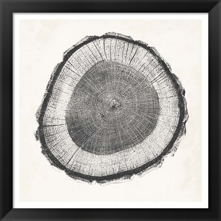 Framed Tree Ring II Print