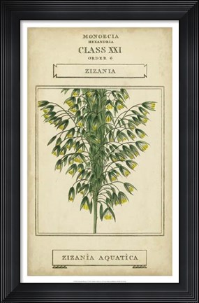 Framed Linnaean Botany I Print