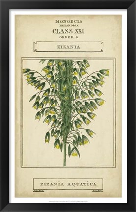 Framed Linnaean Botany I Print