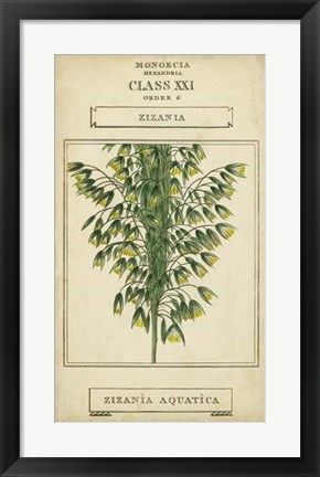 Framed Linnaean Botany I Print