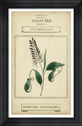 Framed Linnaean Botany II Print