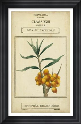Framed Linnaean Botany III Print