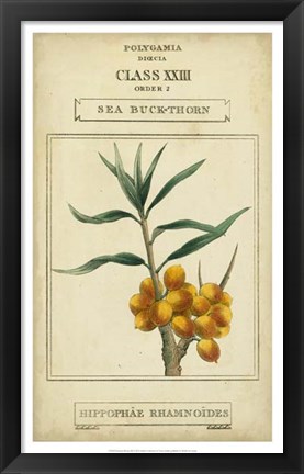 Framed Linnaean Botany III Print