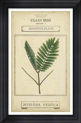 Framed Linnaean Botany IV Print