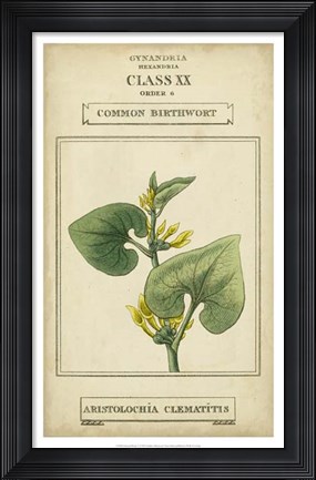 Framed Linnaean Botany V Print