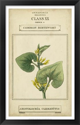 Framed Linnaean Botany V Print