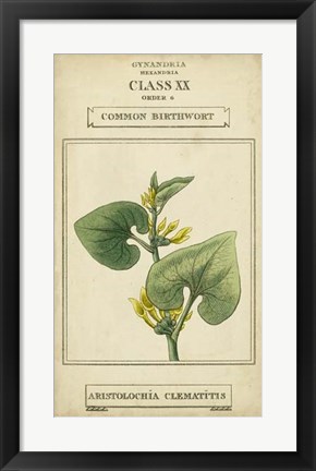 Framed Linnaean Botany V Print