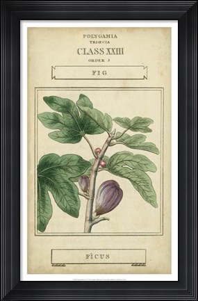 Framed Linnaean Botany VI Print